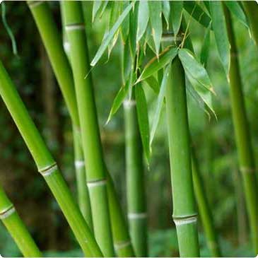 대나무 수액 (Bamboo Extract)